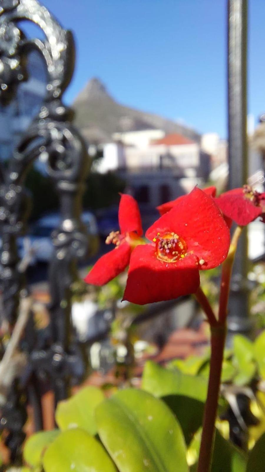 Ami Vine House Hotel Cidade Do Cabo Exterior foto